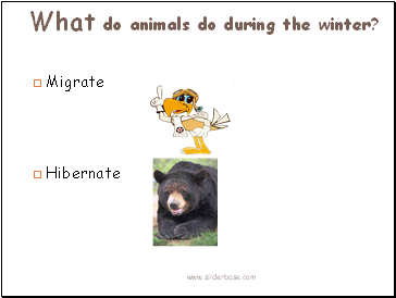 What do animals do during the winter?