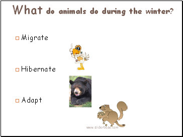 What do animals do during the winter?