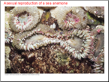 Asexual reproduction of a sea anemone