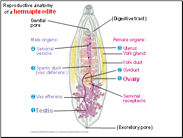 Genital pore