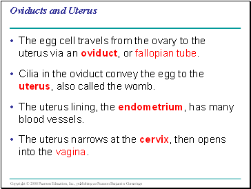 Oviducts and Uterus