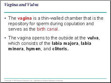 Vagina and Vulva