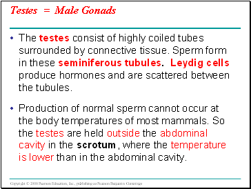 Testes = Male Gonads