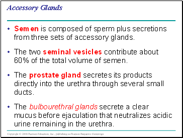 Accessory Glands