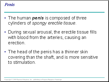 Penis