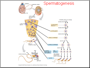 Spermatogenesis