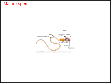 Mature sperm
