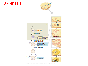 Oogenesis