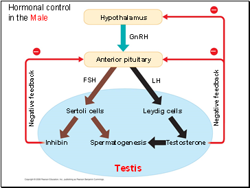 Hormonal control in the Male