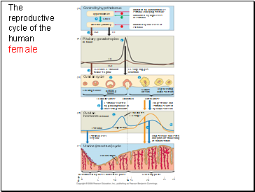 The reproductive cycle of the human female