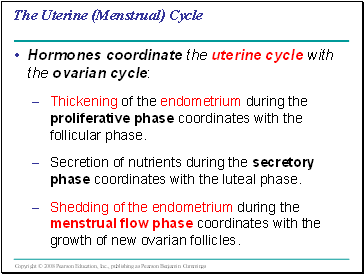 The Uterine (Menstrual) Cycle