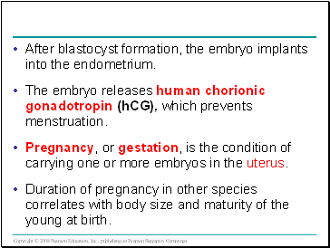 After blastocyst formation, the embryo implants into the endometrium.