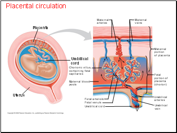 Слайд 66 Placental circulation Placenta Uterus Umbilical ... veins arteries capillaries diagram 