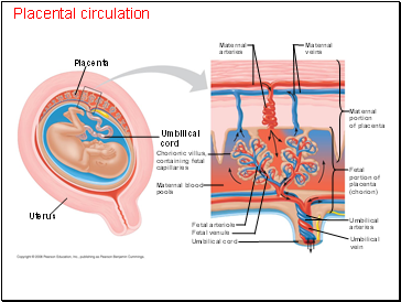 Placental circulation