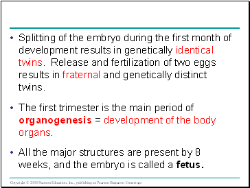 Splitting of the embryo during the first month of development results in genetically identical twins. Release and fertilization of two eggs results in fraternal and genetically distinct twins.