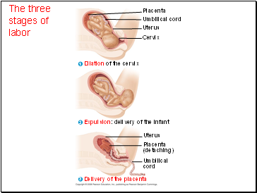 The three stages of labor