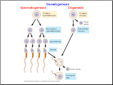 Gametogenesis