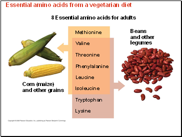 Essential amino acids from a vegetarian diet
