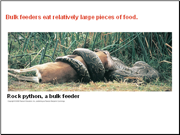 Bulk feeders eat relatively large pieces of food.