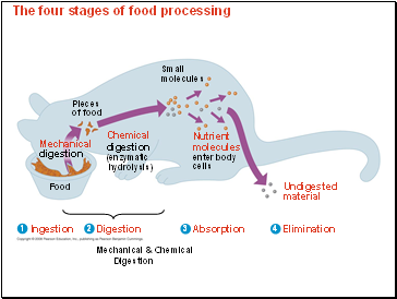 The four stages of food processing