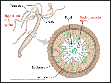 Digestion in a hydra