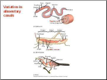 Variation in alimentary canals