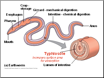 Esophagus