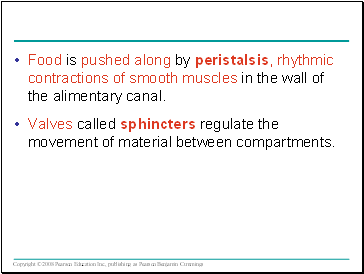 Food is pushed along by peristalsis, rhythic contractions of smooth muscles in the wall of the alimentary canal.