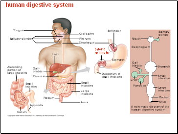 human digestive system