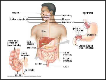 Cecum