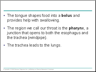 The tongue shapes food into a bolus and provides help with swallowing.