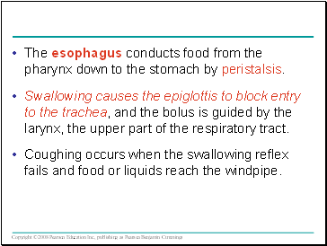 The esophagus conducts food from the pharynx down to the stomach by peristalsis.