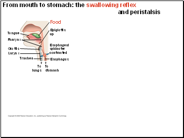 From mouth to stomach: the swallowing reflex and peristalsis
