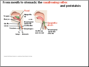 From mouth to stomach: the swallowing reflex and peristalsis