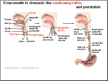 From mouth to stomach: the swallowing reflex and peristalsis