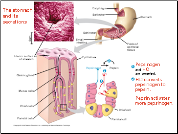 The stomach and its secretions