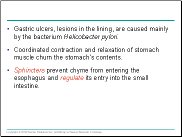 Gastric ulcers, lesions in the lining, are caused mainly by the bacterium Helicobacter pylori.