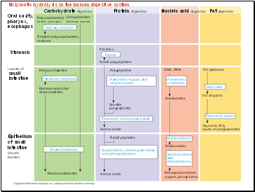 Enzymatic hydrolysis in the human digestive system