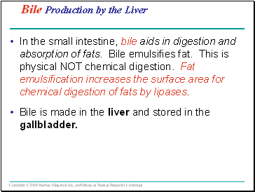 Bile Production by the Liver