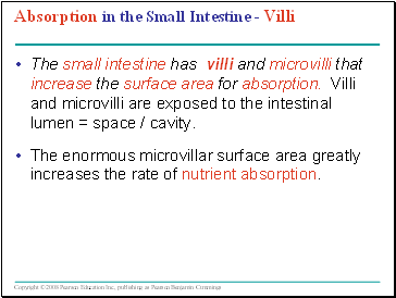 Absorption in the Small Intestine - Villi