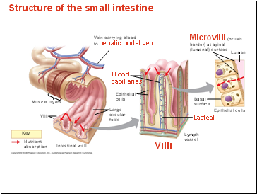 Structure of the small intestine