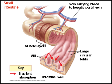 Small Intestine