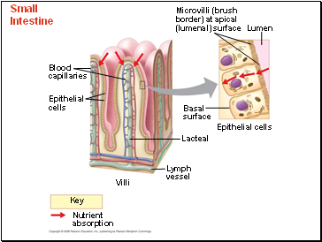 Small Intestine