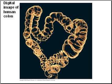 Digital image of a human colon