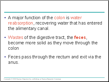 A major function of the colon is water reabsorption, recovering water that has entered the alimentary canal.