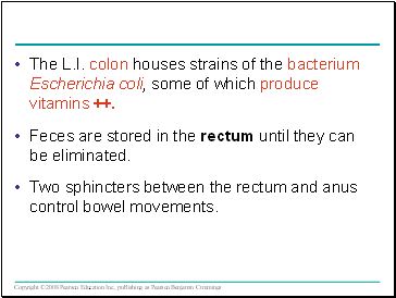 The L.I. colon houses strains of the bacterium Escherichia coli, some of which produce vitamins ++.