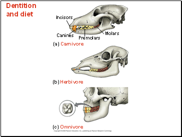 Dentition and diet
