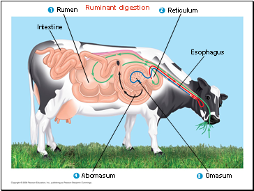 Ruminant digestion