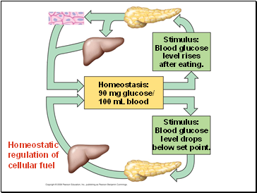 Homeostatic regulation of cellular fuel