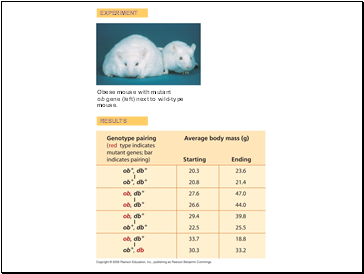 Obese mouse with mutant ob gene (left) next to wild-type mouse.